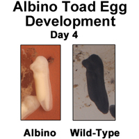 Albino Toad Egg Development