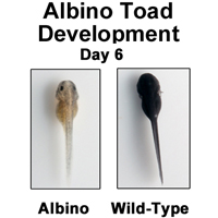 Albino Toad Egg Development