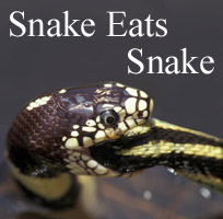 Kingsnake eating a garter snake