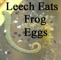 Leech eats frog eggs