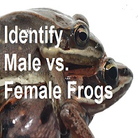 Telling apart male and female frogs