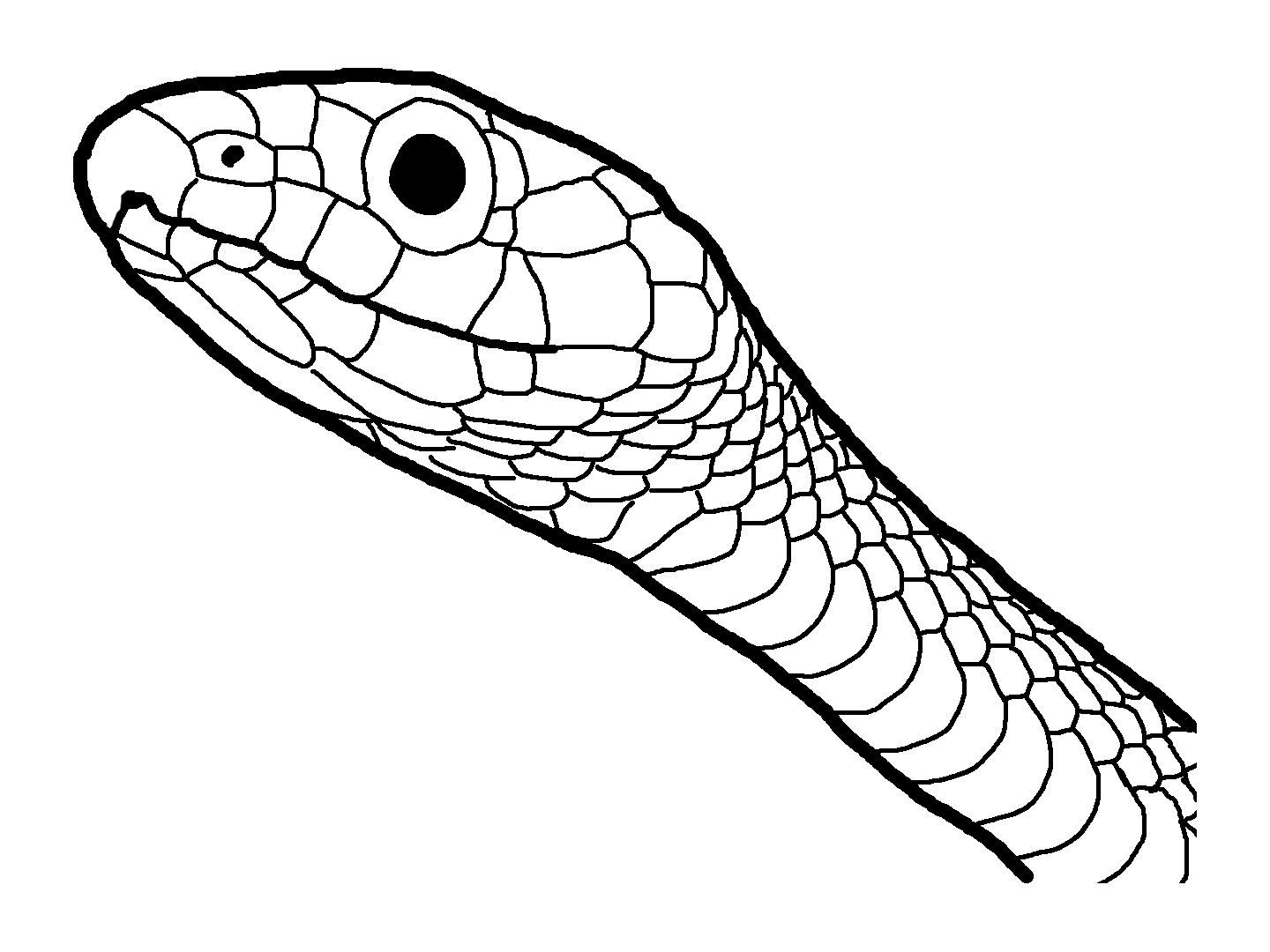 Green snake line drawing for coloring page