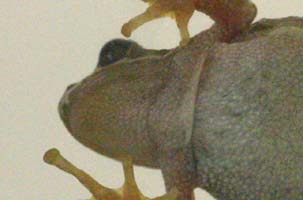 Female Head