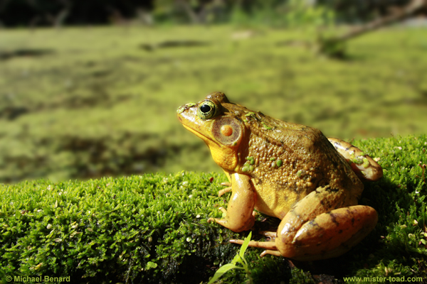 Bullfrog Tadpole