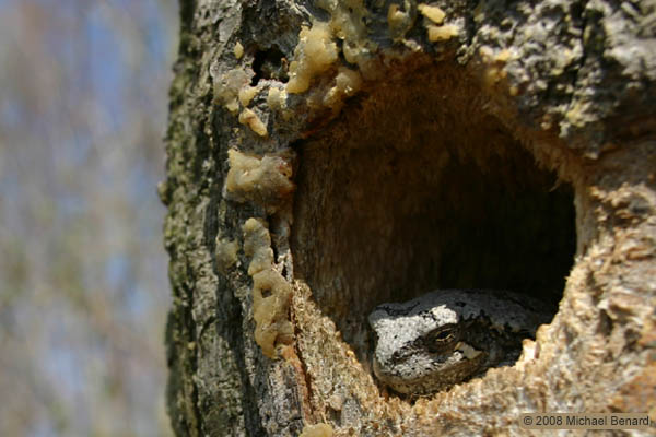 Perching Gray Treefrog, Hyla versicolor