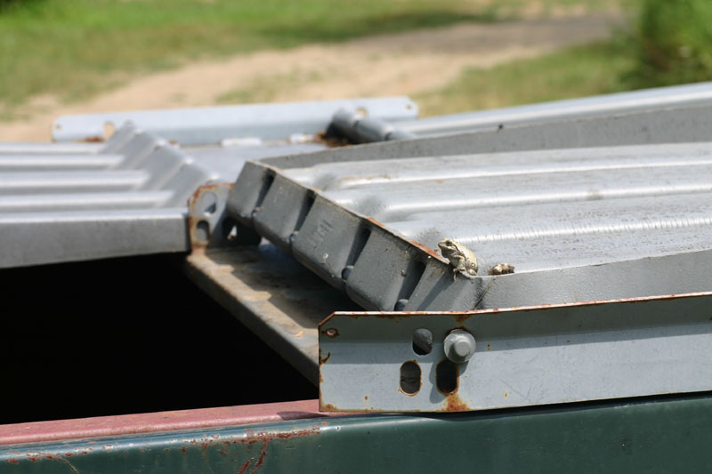 Gray Treefrog in a Dumpster