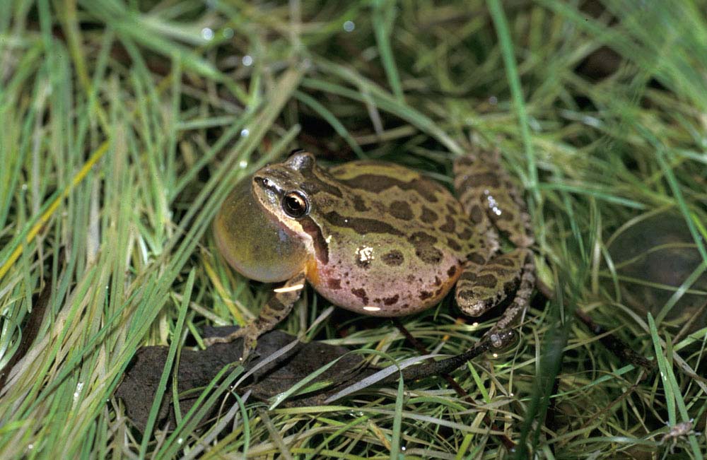 pacific chorus frog, Pseudacris regilla
