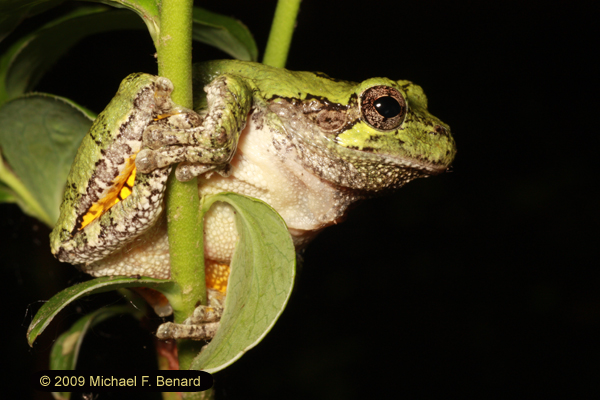 Perching Gray Treefrog, Hyla versicolor