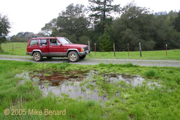 puddle Pond
