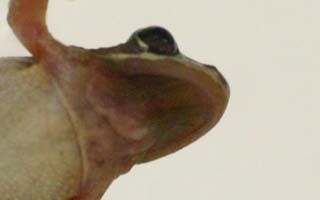 Male Head