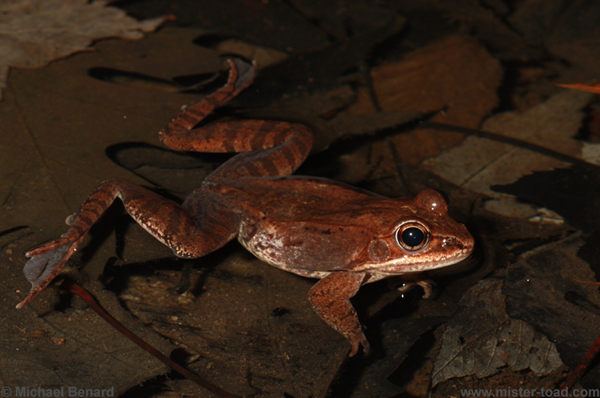 male wood frog waiting in the water