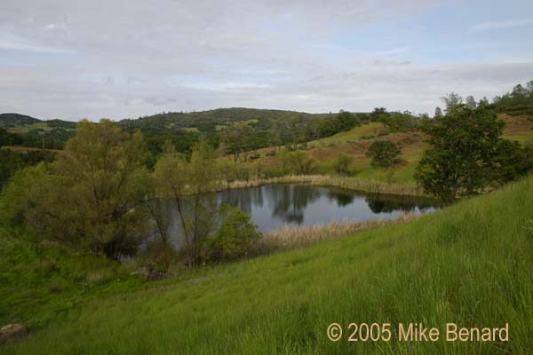 Fish Pond