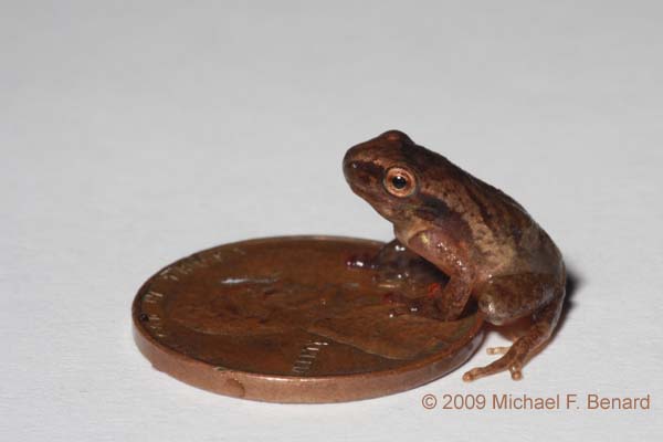 spring peeper eggs