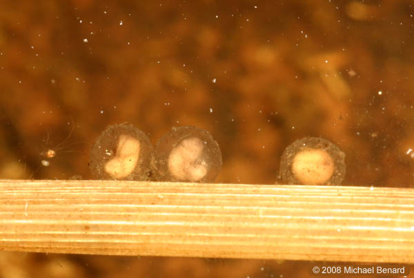 spring peeper eggs