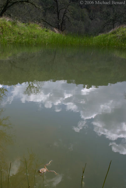 Pacific Chorus Frog Habitat