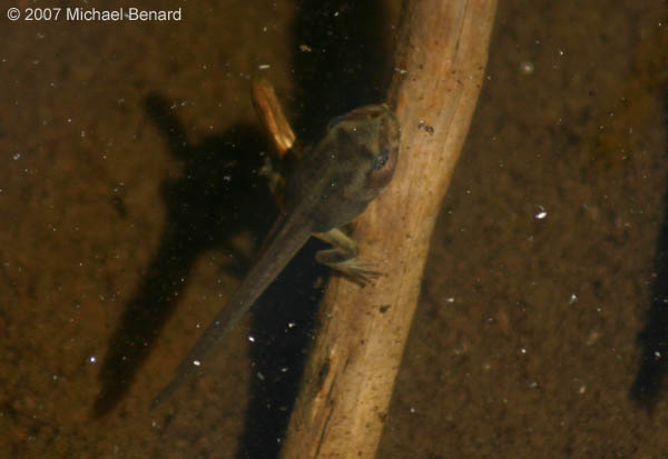 pacific chorus frog tadpole, Pseudacris regilla