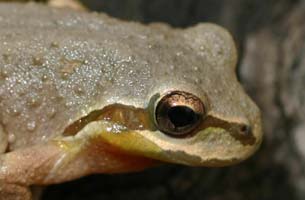 eyestripe