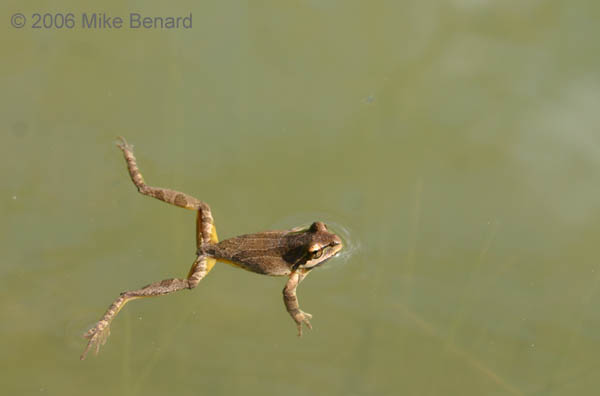 floating pacific chorus frog