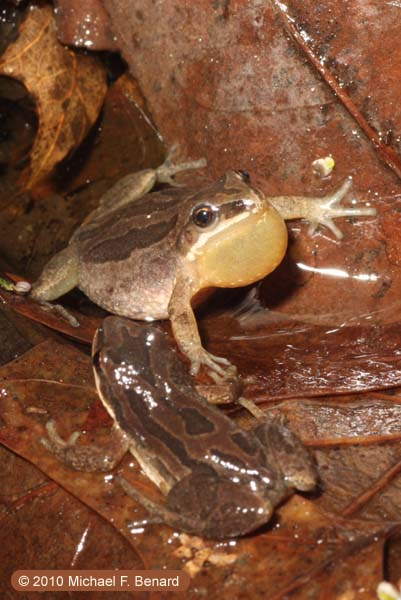 calling male Western Chorus Frog, Pseudacris triseriata