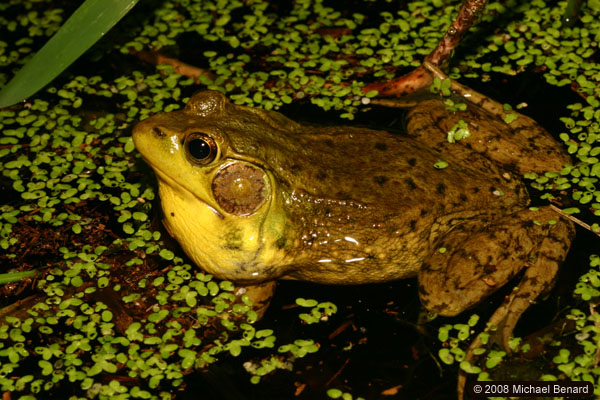 green frog, Rana clamitans
