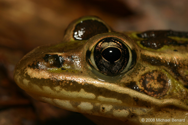 Adult Leopard Frog Portrait