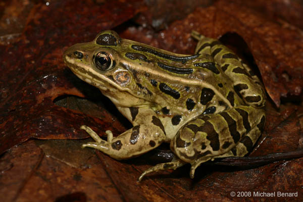 Adult Leopard Frog side view