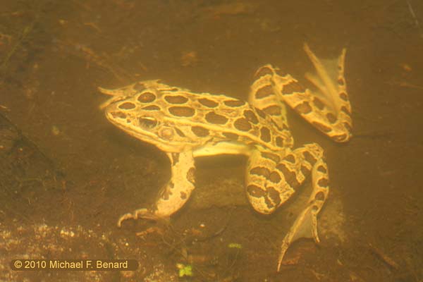 Leopard Frog, Rana pipiens