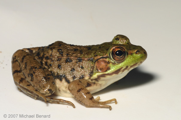 Juvenile Green Frog on White Background