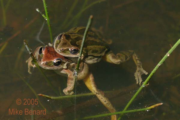 amplexing pacific treefrogs