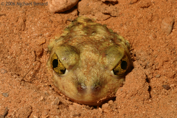 Couch's spadefoot toad buried in sand