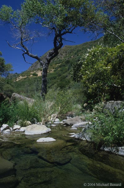 Pacific Chorus Frog Habitat