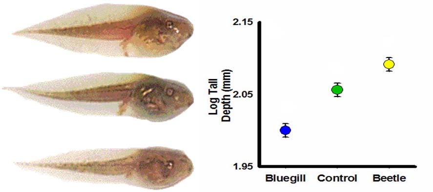 tadpole phenotypic plasticity