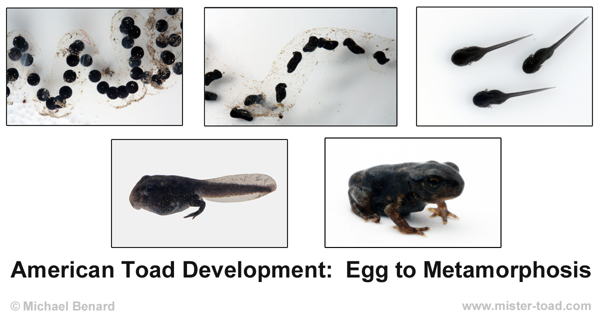 Egg To Frog Timeline At Fawn Adams Blog