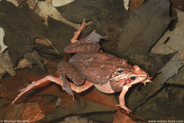 a side view of male wood frog in amplexus with female wood frog
