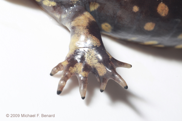 adult tiger salamander, Ambystoma tigrinum