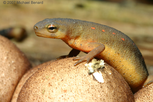 eastern newts, Notophthalmus viridescens, climbing over a puffball