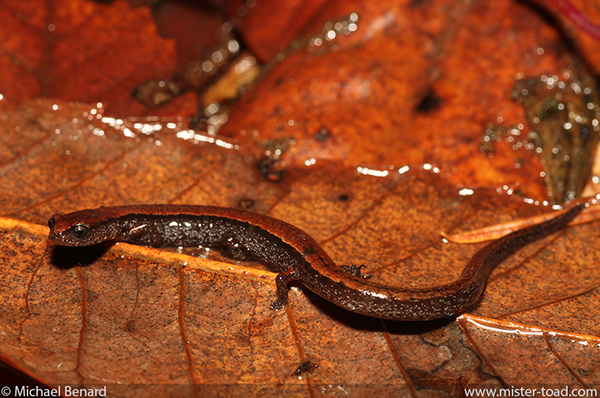 Slender Salamander Looking At You
