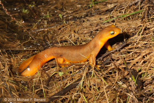 California Newt, Taricha torosa, waiting at pond edge