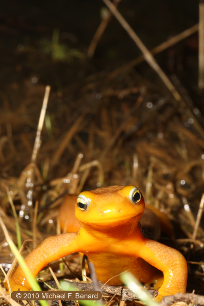 California Newt, Taricha torosa, front view of face