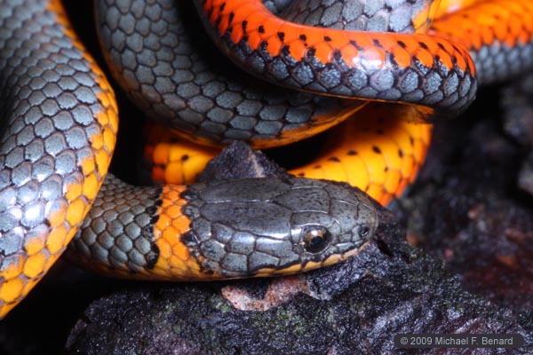 Pacific Ringneck Snake Portrait