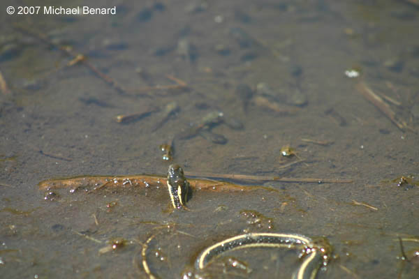garter snake looking at chorus frog tadpoles