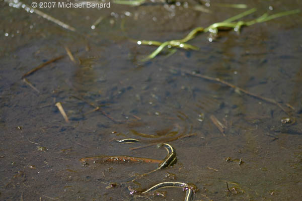 garter snake hunting chorus frog tadpoles