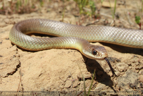 Yellow-Bellied Racer flicking out its tongue