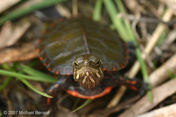 baby painted turtle, Chrysemys picta