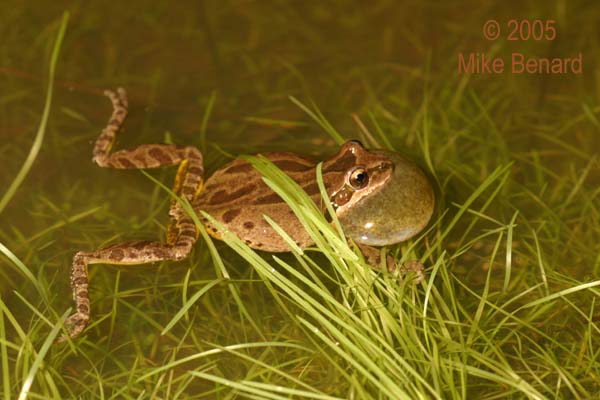 calling pacific treefrog