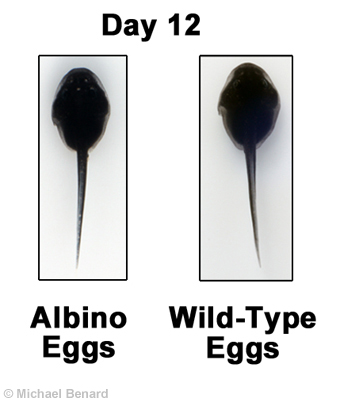 Albino toad egg development day 12