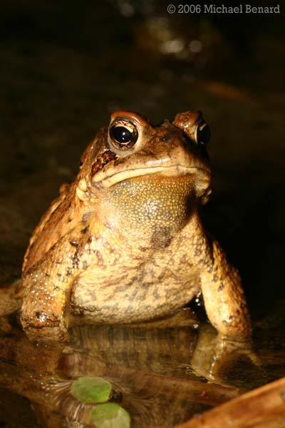 Portrait of a male toad standing in a pond