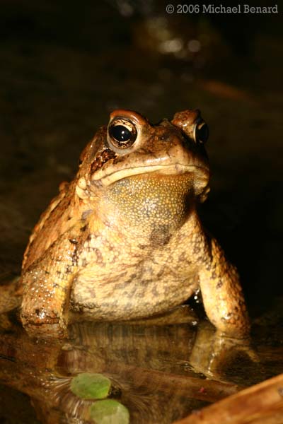 American toad, Bufo americanus