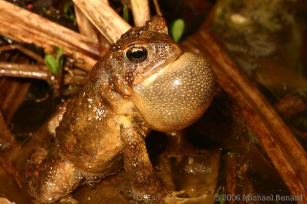 Calling toad with vocal sac extended