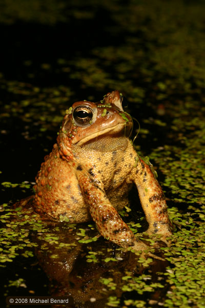 American toad, Bufo americanus